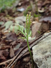 Botrychium lanceolatum