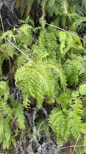 Dichotomy Forked Fern