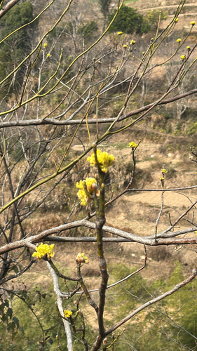 Chinese Sassafras