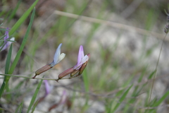 Astragalus ucrainicus