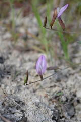 Astragalus ucrainicus