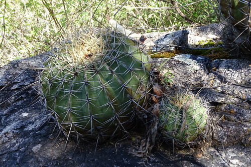 Parrycactus alamosanus