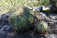 Ferocactus alamosanus