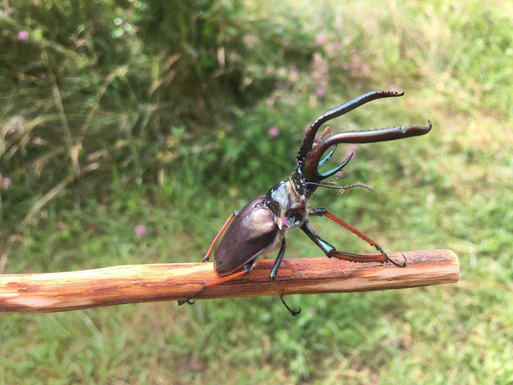 Chilean Stag Beetle in February 2020 by aguaraguazu · iNaturalist