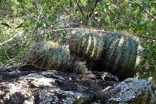 Image of Ferocactus alamosanus by (c) Mark Dorriesfield, some rights reserved (CC BY-SA)