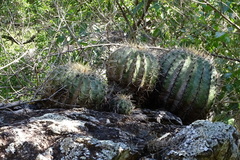Ferocactus alamosanus