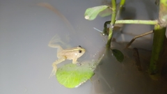 Occidozyga lima