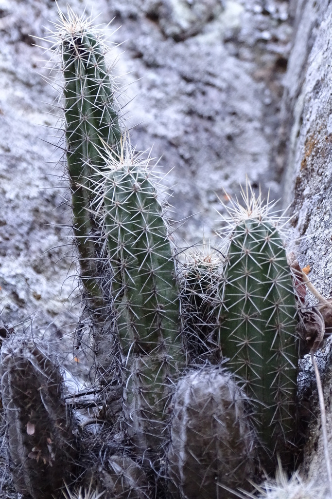 Echinocereus sanpedroensis
