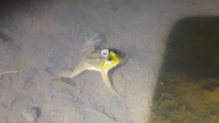 Occidozyga lima