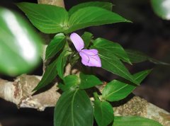 Hypoestes purpurea