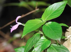 Hypoestes purpurea