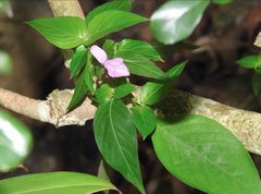 Hypoestes purpurea