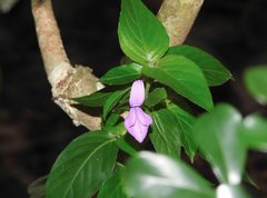 Hypoestes purpurea