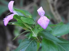 Hypoestes purpurea