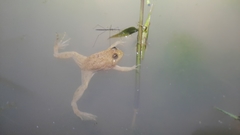 Occidozyga lima