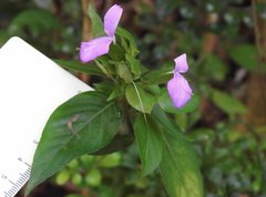 Hypoestes purpurea