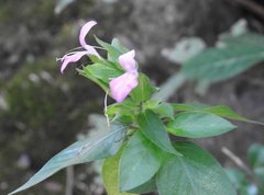 Hypoestes purpurea