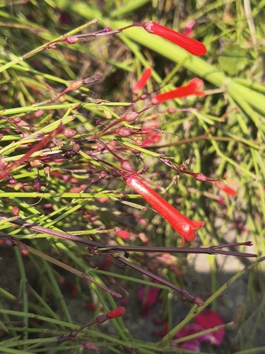 Firecracker plant (Russelia equisetiformis)