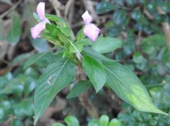 Hypoestes purpurea