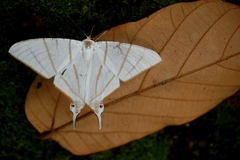 Ourapteryx podaliriata