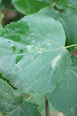 Phyllonorycter issikii
