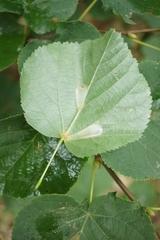 Phyllonorycter issikii