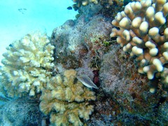Canthigaster margaritata