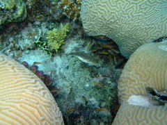 Canthigaster margaritata