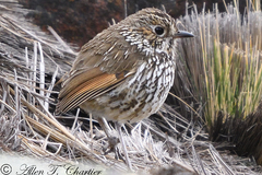 Grallaria andicolus