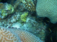 Canthigaster margaritata
