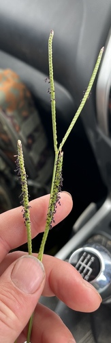 Paspalum notatum iNat (1)