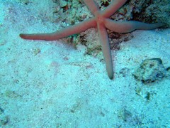 Istigobius decoratus