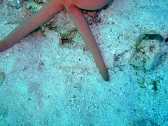 Istigobius decoratus