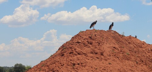 Abdim's Stork