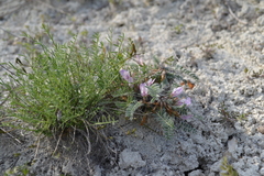 Astragalus testiculatus