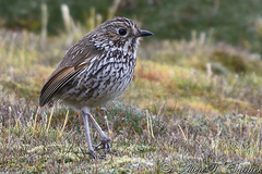 Grallaria andicolus