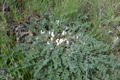 Astragalus testiculatus