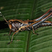 Microtylopteryx hebardi - Photo (c) Karl Kroeker,  זכויות יוצרים חלקיות (CC BY-NC), הועלה על ידי Karl Kroeker