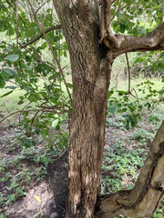 Vitex glabrata, photograph (c) Ruth Palsson, some rights reserved (CC BY-SA)