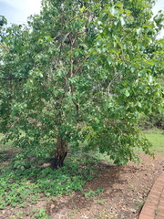 Vitex glabrata, photograph (c) Ruth Palsson, some rights reserved (CC BY-SA)