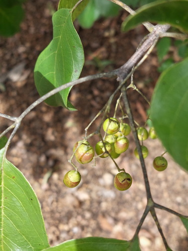 Vitex glabrata, photograph 3