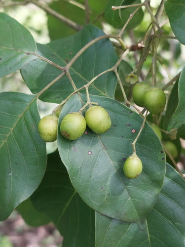 Smooth Chastetree (Vitex glabrata)