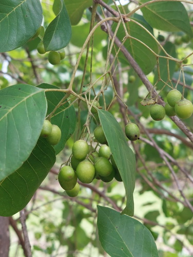 Vitex glabrata, photograph 1