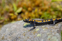 Caucasian Salamander photo 3