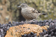 Cinclodes taczanowskii