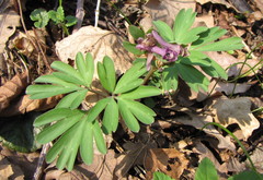 Corydalis intermedia