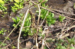 Scrophularia umbrosa