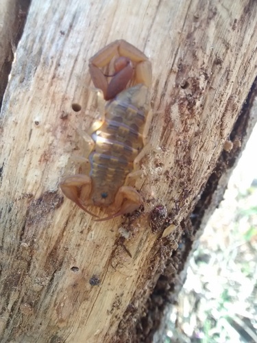 Centruroides baergi