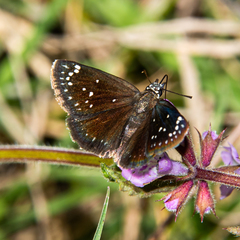 Pholisora catullus