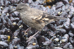 Cinclodes taczanowskii